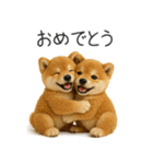 毎日使える！夏の柴犬（個別スタンプ：19）