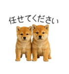 毎日使える！夏の柴犬（個別スタンプ：24）