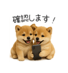 毎日使える！夏の柴犬（個別スタンプ：25）