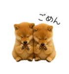 毎日使える！夏の柴犬（個別スタンプ：27）