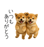 毎日使える！夏の柴犬（個別スタンプ：29）