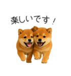 毎日使える！夏の柴犬（個別スタンプ：32）