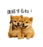 毎日使える！夏の柴犬（個別スタンプ：34）