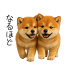 毎日使える！夏の柴犬（個別スタンプ：35）