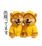 毎日使える！夏の柴犬（個別スタンプ：37）