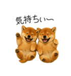 毎日使える！夏の柴犬（個別スタンプ：38）