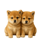 毎日使える！夏の柴犬（個別スタンプ：40）