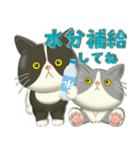 毎日使える！夏の可愛いハチワレコンビ♡（個別スタンプ：7）