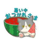 毎日使える！夏の可愛いハチワレコンビ♡（個別スタンプ：10）
