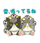 毎日使える！夏の可愛いハチワレコンビ♡（個別スタンプ：24）