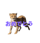 チーター J（個別スタンプ：13）