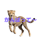 チーター J（個別スタンプ：15）