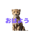 チーター J（個別スタンプ：18）