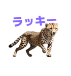 チーター J（個別スタンプ：27）