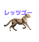 チーター J（個別スタンプ：28）