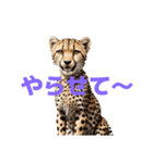 チーター J（個別スタンプ：29）