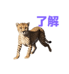 チーター J（個別スタンプ：31）