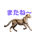 チーター J（個別スタンプ：34）