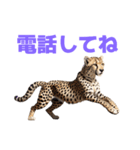 チーター J（個別スタンプ：36）