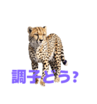 チーター J（個別スタンプ：39）