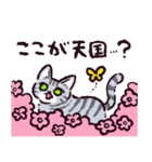 サバトラ猫です（個別スタンプ：14）