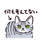 サバトラ猫です（個別スタンプ：20）