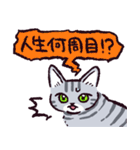 サバトラ猫です（個別スタンプ：39）