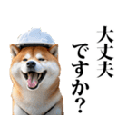 防災☆柴犬（個別スタンプ：1）