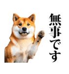 防災☆柴犬（個別スタンプ：3）