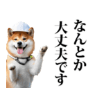 防災☆柴犬（個別スタンプ：4）