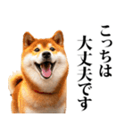 防災☆柴犬（個別スタンプ：6）