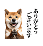 防災☆柴犬（個別スタンプ：10）