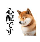 防災☆柴犬（個別スタンプ：11）