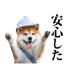 防災☆柴犬（個別スタンプ：12）