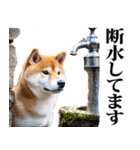 防災☆柴犬（個別スタンプ：14）