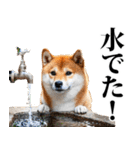 防災☆柴犬（個別スタンプ：15）