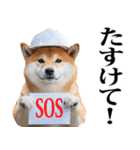 防災☆柴犬（個別スタンプ：16）