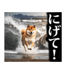 防災☆柴犬（個別スタンプ：19）