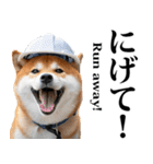防災☆柴犬（個別スタンプ：20）