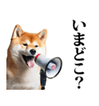 防災☆柴犬（個別スタンプ：21）