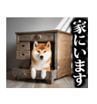 防災☆柴犬（個別スタンプ：24）