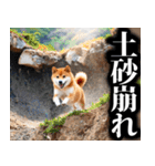 防災☆柴犬（個別スタンプ：31）