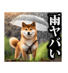 防災☆柴犬（個別スタンプ：32）