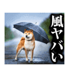 防災☆柴犬（個別スタンプ：33）
