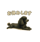 黒プーのレイちゃんは卓球好き2（個別スタンプ：17）