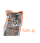 4匹の猫のスタンプ☆（個別スタンプ：2）