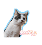 4匹の猫のスタンプ☆（個別スタンプ：6）