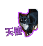 4匹の猫のスタンプ☆（個別スタンプ：7）