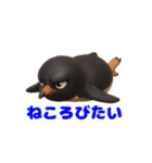 動物の日常会話09・ペンギン・コワモテ（個別スタンプ：5）