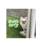 シンプルチワワさん！（個別スタンプ：4）